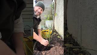 How to plant a climbing or rambling rose against a wall or a fence gardenerben [upl. by Compte]