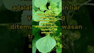 Tumbuhan herbal Antinganting  Acalypha indica ilmupengetahuan shortvideo shorts [upl. by Trometer]