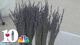 23rd annual Lavender Festival returns in Oak Ridge [upl. by Boony]