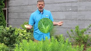 Bluestar amsonia Amsonia tabernaemontana  Plant Identification [upl. by Markowitz]