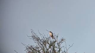 Buizerd Oostvaardersplassen [upl. by Ahsekal155]