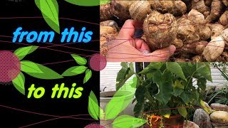 Growing Grocery Bought Taro Bulbs  Colocasia Esculenta [upl. by Toor]