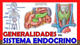 🥇 SISTEMA ENDOCRINO en 12 Minutos ¡Fácil y Sencillo [upl. by Nedle]