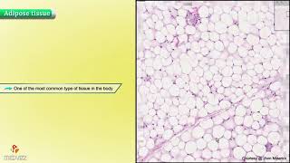 Histology of Adipose Tissue  Shotgun Histology [upl. by Adaha]