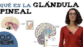 Qué es la glándula pineal [upl. by Shippee]