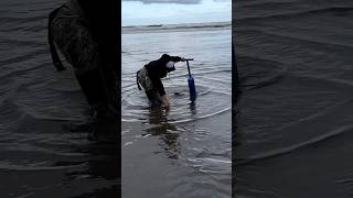 Digging razor clams in the surf [upl. by Atinehc]