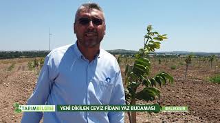 YENİ DİKİLEN CEVİZ FİDANI YAZ BUDAMASI [upl. by Adolfo]