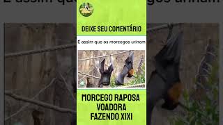 Morcego fazendo xixi [upl. by Yt]