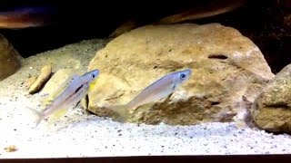 Benthochromis Males [upl. by Jeconiah726]