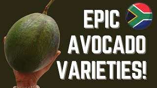 Most amazing avocado varieties of South Africa See every size shape and colour [upl. by Jarvey]