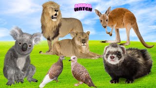 Collection of funny actions of pets Lion Koala Kangaroo Stoat  Animal Sounds [upl. by Kathlene441]