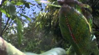 Preying Mantis Vs Chameleon [upl. by Briny]