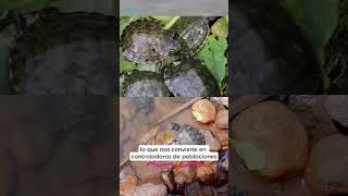 ¡Hola Soy una TORTUGA ICOTEA Parte 2 shorts tortuga reptiles faunasilvestre animales parte2 [upl. by Nit]