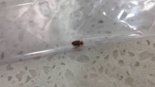 A Bedbug in Rapid City at the Staybridge Suites [upl. by Badger]