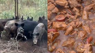 Trapping Wild Pigs In LouisianaCatchCleanCook Cajun Jambalaya [upl. by Ardekal]