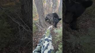 He’s just a curious little guy 😁 bear outdoors hunting camoflage woods blackbear wildlife [upl. by Tenrag537]