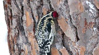 Woodpeckers  Calming Relaxing Video [upl. by Aehtorod]