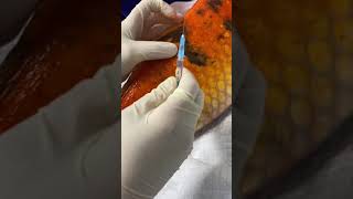 How to give an intramuscular injection in a fish [upl. by Evan]