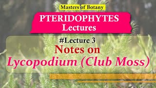 Lecture 3  Lycopodium Club Moss Life Cycle  Pteridophyta Lecture Notes [upl. by Prendergast690]