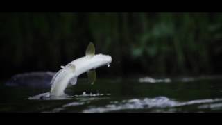 Nature  The Airborne Grayling [upl. by Olenta22]