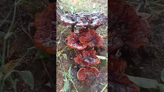 Lichens in nacher NATURELOVERS❣️❣️subscribe 👍👍👍 [upl. by Farrand]