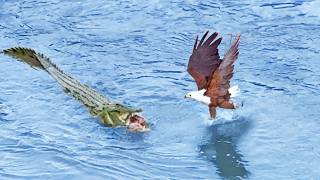 Eagle Steals from Crocodile Croc Steals it Back [upl. by Samaj]