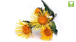 Benefits Of Elecampane  Health Tips [upl. by Afatsom]