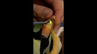 How Did a Bell Get Stuck On This Parrots Beak  Bondi Vet shorts [upl. by Soph]