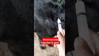 Placenta Treatmentpyometragenital diseaseintramuscular injectionantibiotic 💉 goat shortsfeed [upl. by Manley]