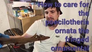 How to care for the poecilotheria ornata the fringed ornamental [upl. by Etireuqram359]