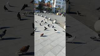 Doves from Girne Cyprus [upl. by Arinaid75]