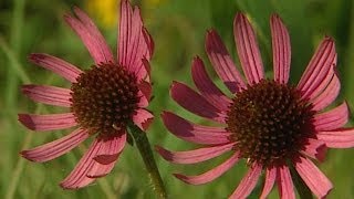 Wild SideTVThe Tennessee Coneflower [upl. by Eelyr573]