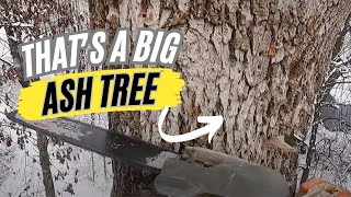 Soloing a Big Ash Tree [upl. by Dominik906]