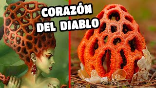 El hongo jaula roja corazón del diablo o CLATHRUS sus CURIOSIDADES y CARACTERÍSTICAS 🍄😱 [upl. by Hoxsie]