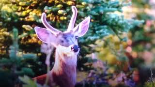 Disneys Bambi Live Action Reboot 2024 LEAKED DESIGN FOR ADULT BAMBI [upl. by Imogen]