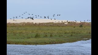 Lagoa Do Peixe  A Laguna Das Aves [upl. by Eruot647]