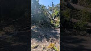 Dismayed to See Chinaberry Tree with Fruit Collapsed from Hurricane Milton on Cross Seminole Trail [upl. by Stine826]