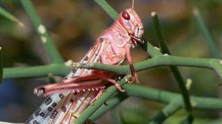 Swarm Of Locusts DEVOUR Everything In Their Path  Planet Earth  BBC Earth [upl. by Sinnel]