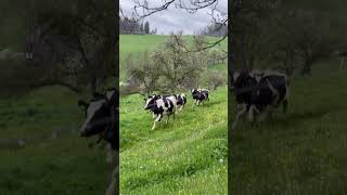 POV Anmeldefrist für das Studium an der HAUP  Landwirtschaft mit Klasse [upl. by Clarabelle]