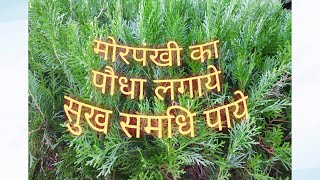 मोरपंखी के पौधे के फायदे जानकर हैरान रह जायेगे आप Morpankhi plant banifits [upl. by Harrietta]