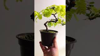 Tamarindus indica progress bonsaiprojects bonsaiwork bonsaitree indoorbonsai plants bonsai [upl. by Aneda]