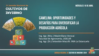 Camelina oportunidades y desafíos para diversificar la producción agrícola [upl. by Gnel]