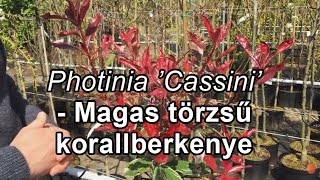 Photinia Cassini magastörzsű korallberkenye [upl. by Micro]