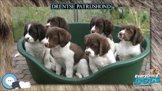 Drentse Patrijshond 🐶🐾 Everything Dog Breeds 🐾🐶 [upl. by Aihsyak]