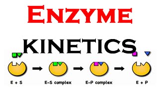 Enzyme kinetics animation [upl. by Jeu753]