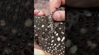 Our Beaded Lizard is Shedding🤩🙌 [upl. by Eimas]