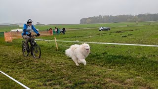 Schlittenhunderennen Oberndorf 2024 [upl. by Amador]