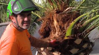 Cirugía por Picudo en Phoenix Canariensis [upl. by Annoik964]