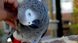 African Greys Are NOT Cuddly Birds [upl. by Ark]