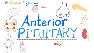 Anterior Pituitary Gland  The 10 Commandments of Endocrinology  Endocrine Physiology [upl. by Hung]